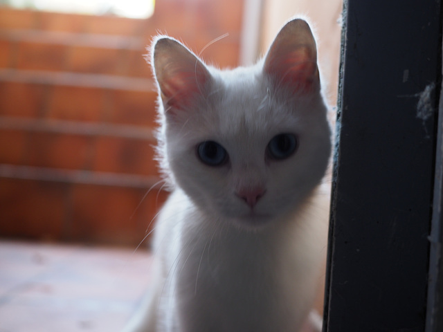 coucou toi ! coucou toi !