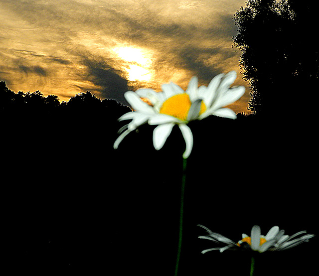 Sunset Wings