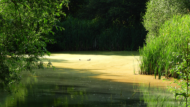 Algae swimmer