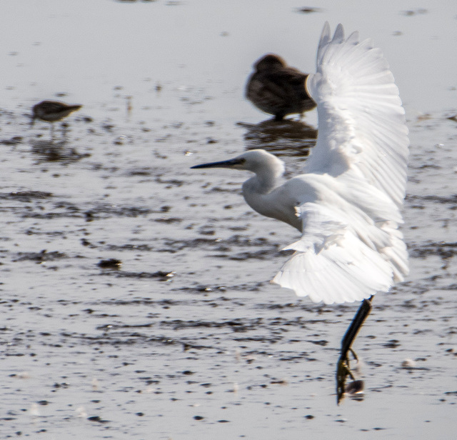 Little egret7