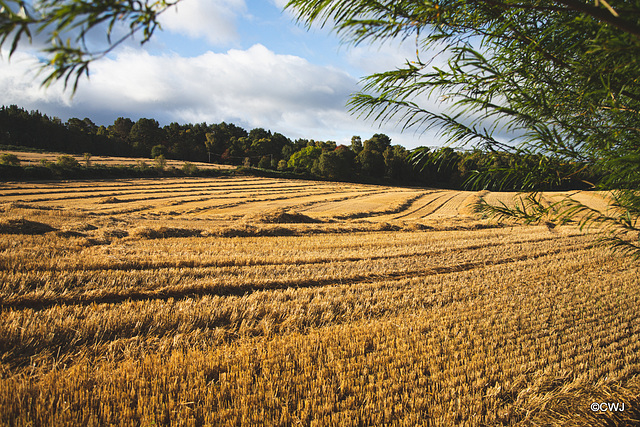 Only the baling left to do...and another year's harvest is over