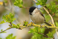 Mésange nonnette