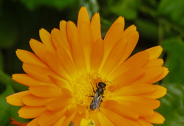 20210811 2383CPw [D~LIP] Garten-Ringelblume (Calendula officinalis), Insekt, Bad Salzuflen