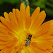 20210811 2383CPw [D~LIP] Garten-Ringelblume (Calendula officinalis), Insekt, Bad Salzuflen