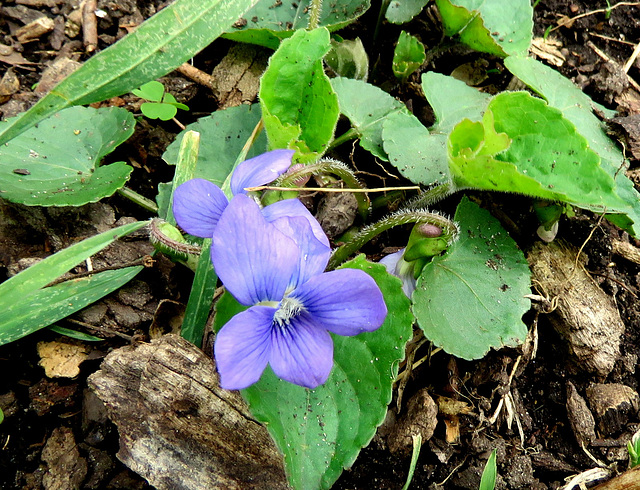 A garden violet