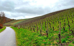 Weinberge im Februar