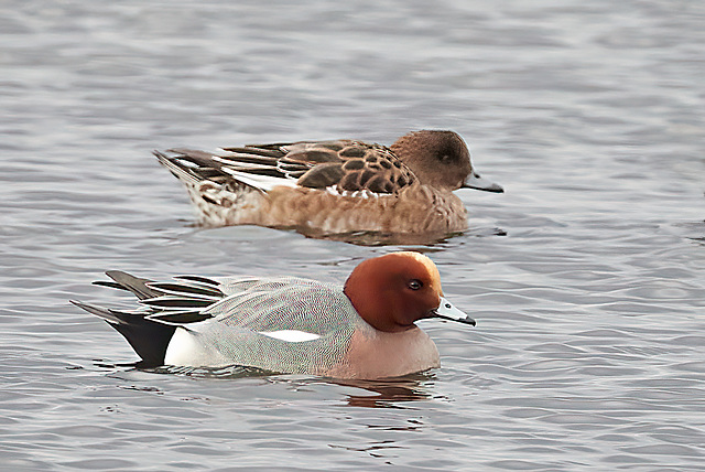 Wigeon (M+F) - Mareca penelope