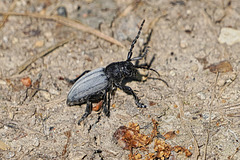 Der sehr seltene Grauflüglige Erdbock (Dorcadion fuliginator) -A very rare longhorn beetle