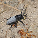 Der sehr seltene Grauflüglige Erdbock (Dorcadion fuliginator) -A very rare longhorn beetle