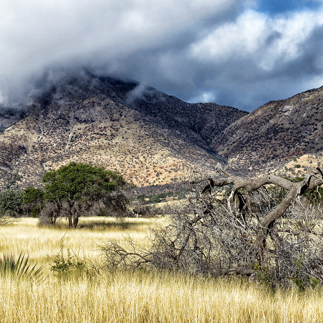 The Huachuca Mountains