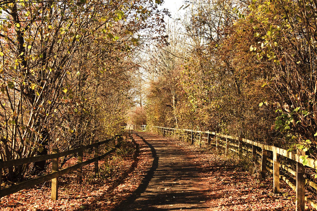 HFF: Herbst - Fall & Fences