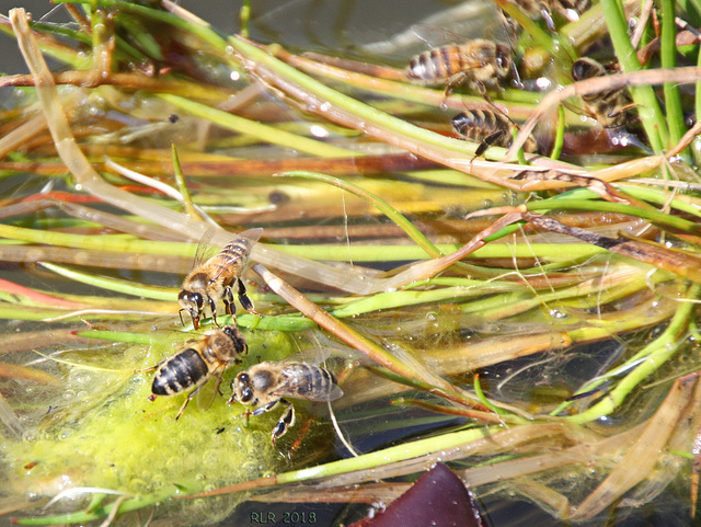 Bienen an ihrer Lieblingsbadestelle!