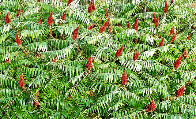 Essigbaum von oben.