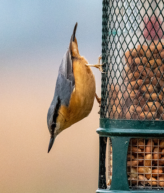 Nuthatch