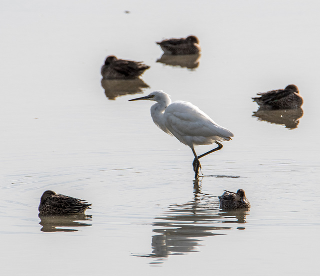 Little egret8