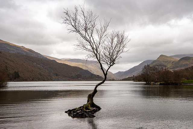 The lone tree, Lake Padarn