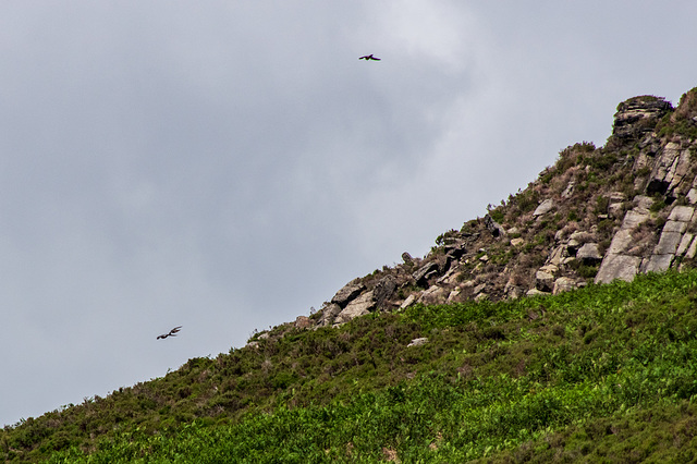 Peregrine family