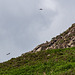 Peregrine family