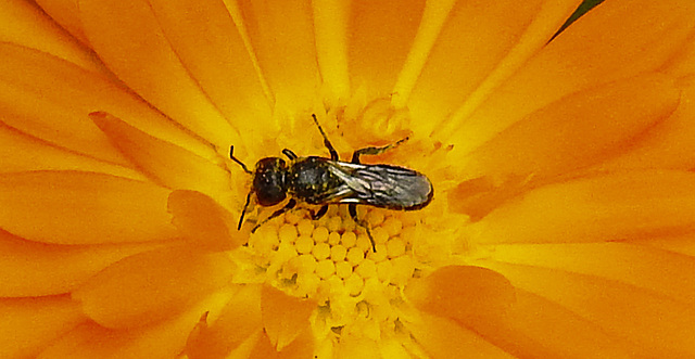 20210811 2384CPw [D~LIP] Garten-Ringelblume (Calendula officinalis), Insekt, Bad Salzuflen