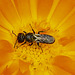 20210811 2384CPw [D~LIP] Garten-Ringelblume (Calendula officinalis), Insekt, Bad Salzuflen