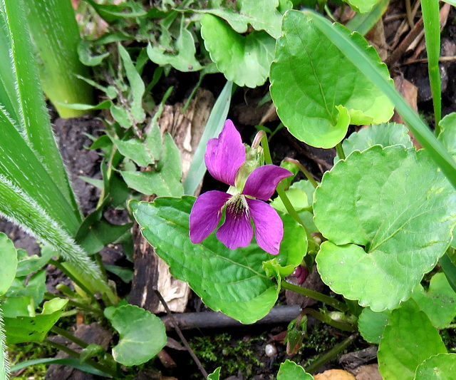 A wood violet