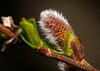 Wie verschieden die Palmkätzchen ausschauen :))  How different the palm catkins look :))  Comment les chatons de palmier ont un aspect différent :))