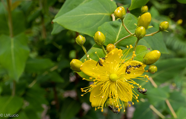 Hypericum canariense L.