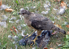 Hawk with prey