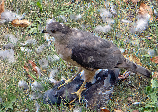 Hawk with prey