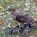 Hawk with prey