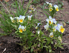 Viola tricolor