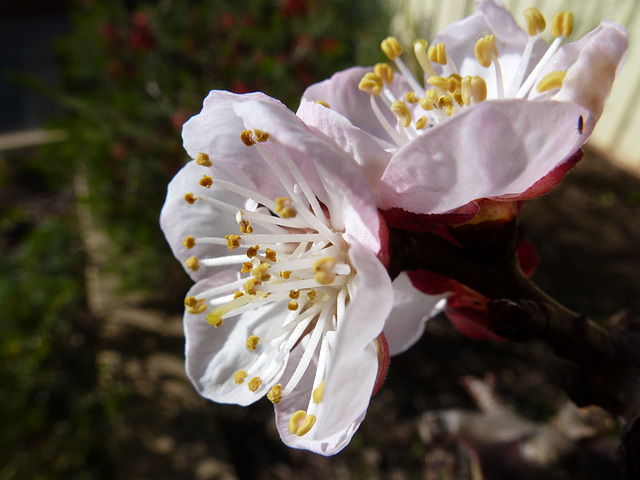 First apricot flowers