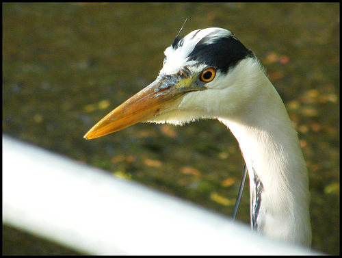 heron mugshot