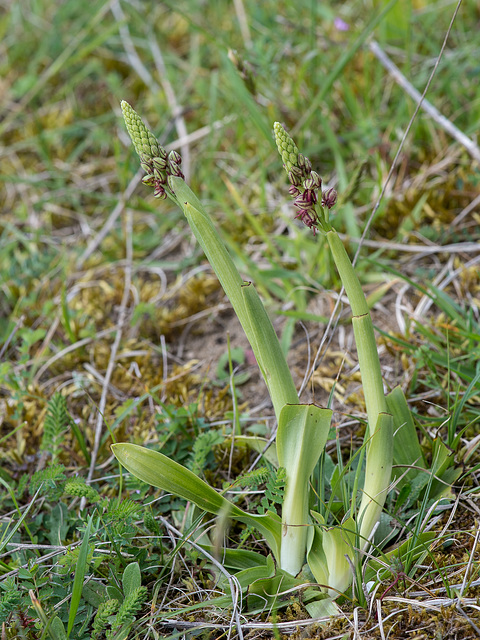 Ohnsporn, Aceras anthropophorum - 2016-04-26_D4_DSC6729