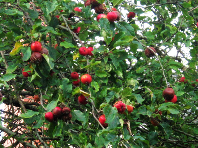 One of my apple trees with bright red apples