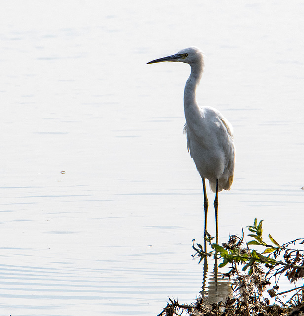 Little egret10