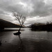 The lone tree, Lake Padarn