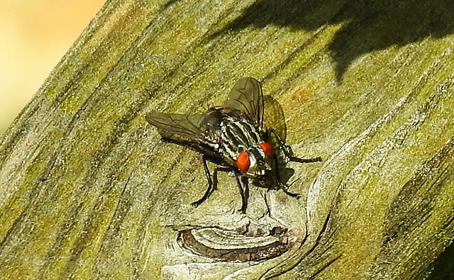 20210811 2387CPw [D~LIP] Graue Fleischfliege, Bad Salzuflen