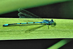 Azure Damselfly - Coenagrion puella