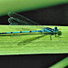 Azure Damselfly - Coenagrion puella