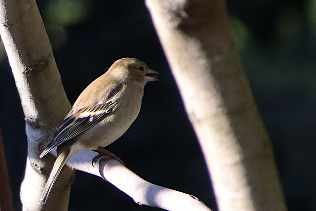 Pinson des arbres