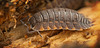Die Kellerassel (Porcellio scaber) untern Totholz entdeckt :)) I discovered a woodlouse (Porcellio scaber) under deadwood :)) J'ai découvert un cloporte (Porcellio scaber) sous du bois mort :))