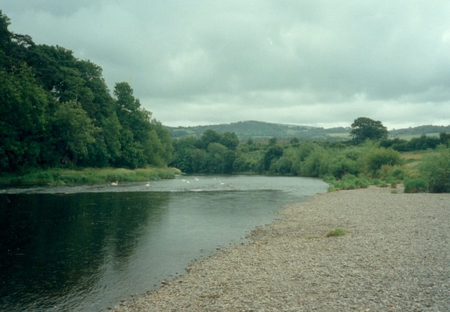 Swans on the River Wye