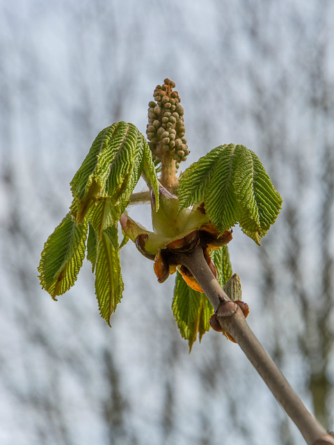 (102/365) Entfaltung