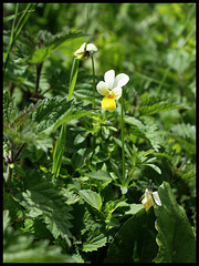 Viola tricolor