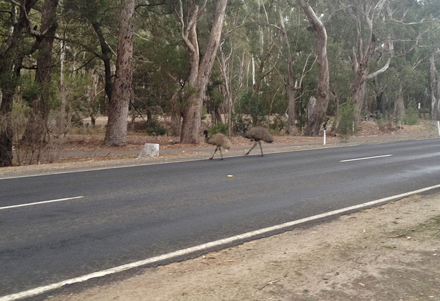 emu and son