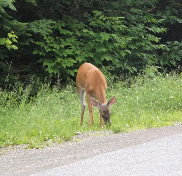 Sly Dr deer / Chevreuil Sly Dr