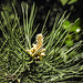 20210531 0348CPw [D~LIP] Schwarz-Kiefer (Pinus nigra), Blüte, Bad Salzuflen