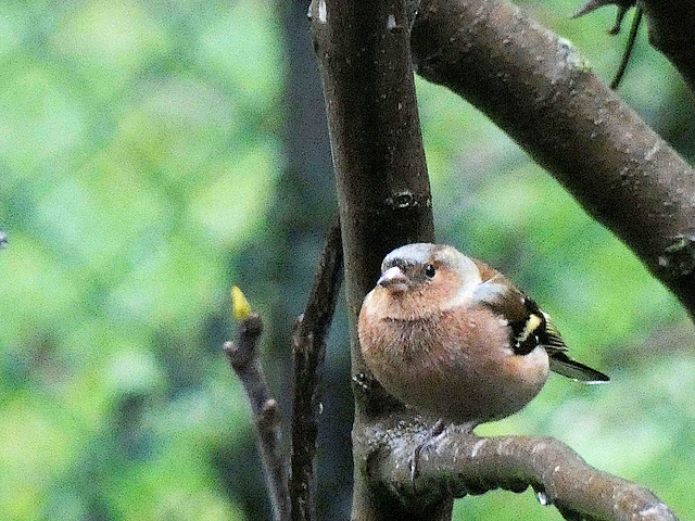 Pinson des arbres