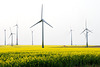 Auch der Raps wird dem Energiehunger dienen müssen.
